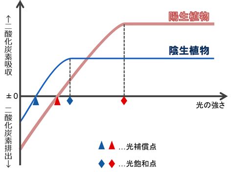 陽樹 陰樹 一覧|陽生植物と陰生植物 